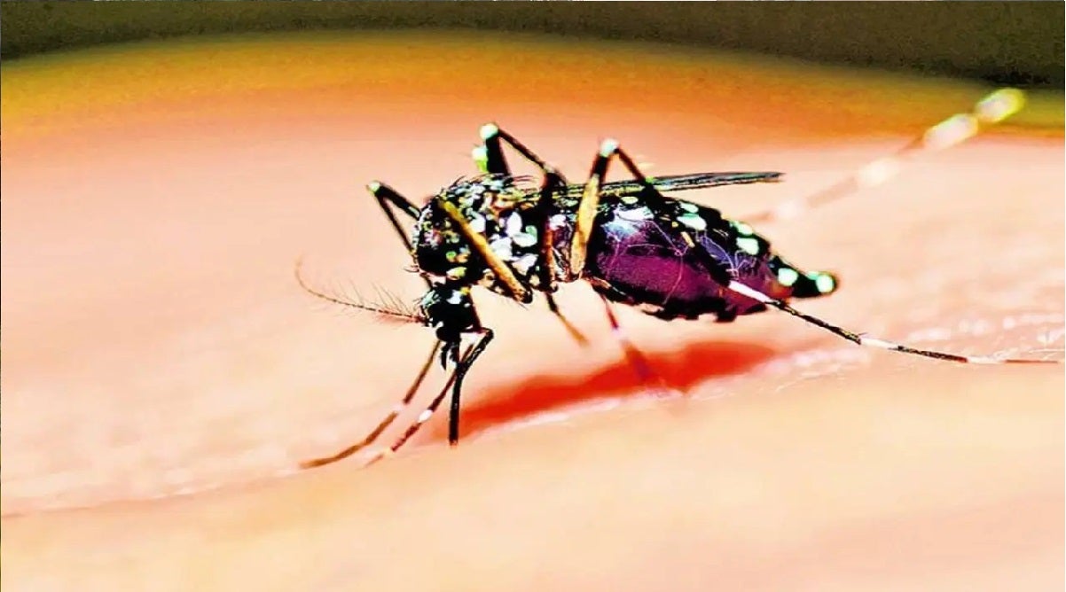 zancudo del dengue